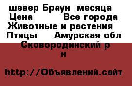 шевер Браун 2месяца › Цена ­ 200 - Все города Животные и растения » Птицы   . Амурская обл.,Сковородинский р-н